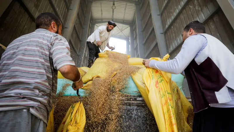 هيئة السلع التموينية: طرح عالمي لشراء 3.8 مليون طن من القمح