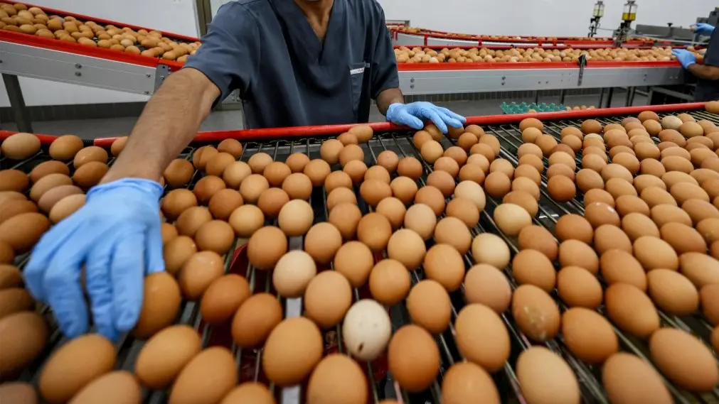 أسباب استيراد البيض في مصر وتلبية احتياجات السوق المحلية