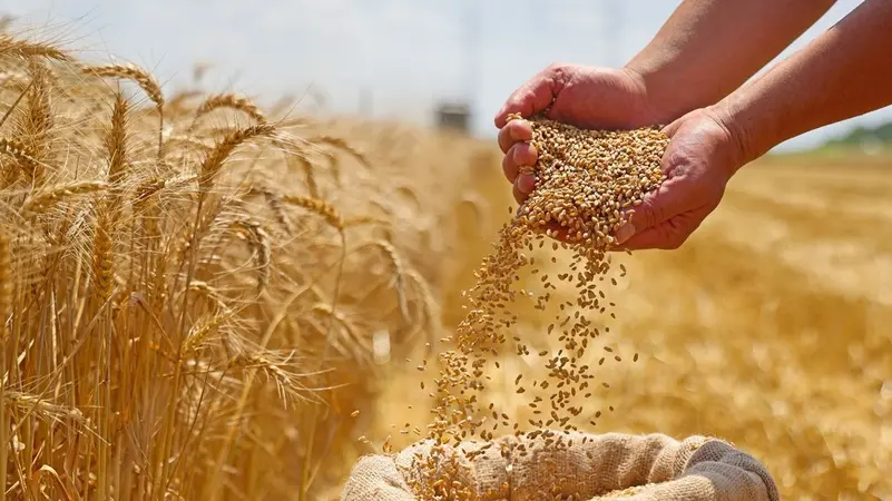 قمح الطحين: مناقصة جديدة في سوريا