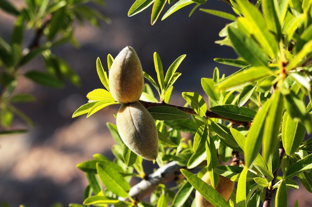almond, tree, almonds, green, closeup, leaves, fresh, almond tree, nature, sunny, text space, natural, health, unripe