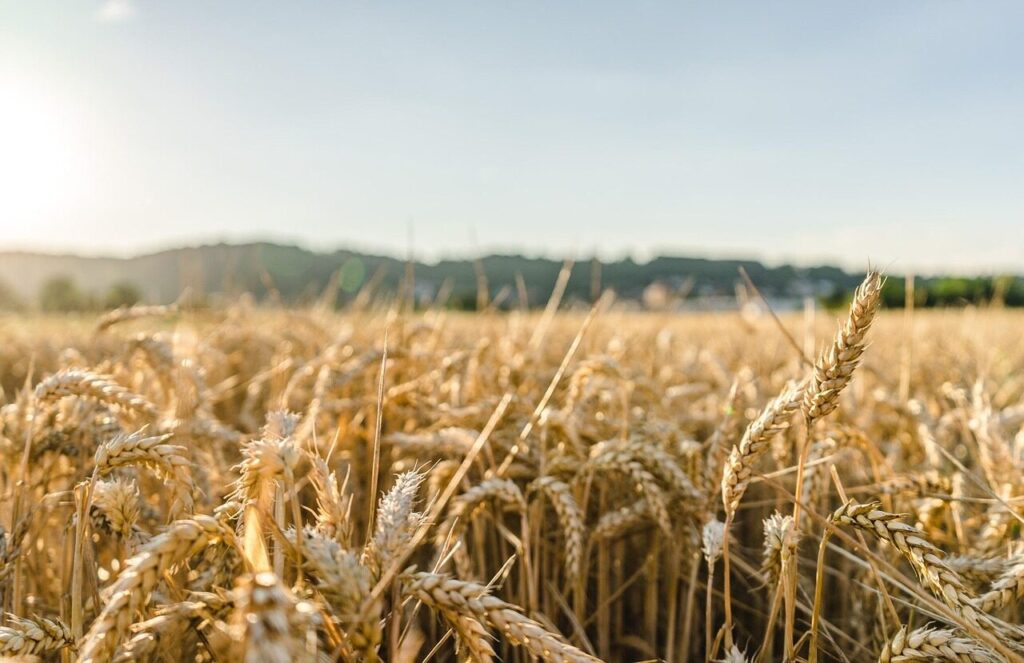 wheat, field, wheat field, barley, crops, wheat crops, arable land, agriculture, farm, farming, cultivation, nature, landscape, rural, countryside, wheat, wheat, wheat, wheat, wheat, wheat field, wheat field, barley