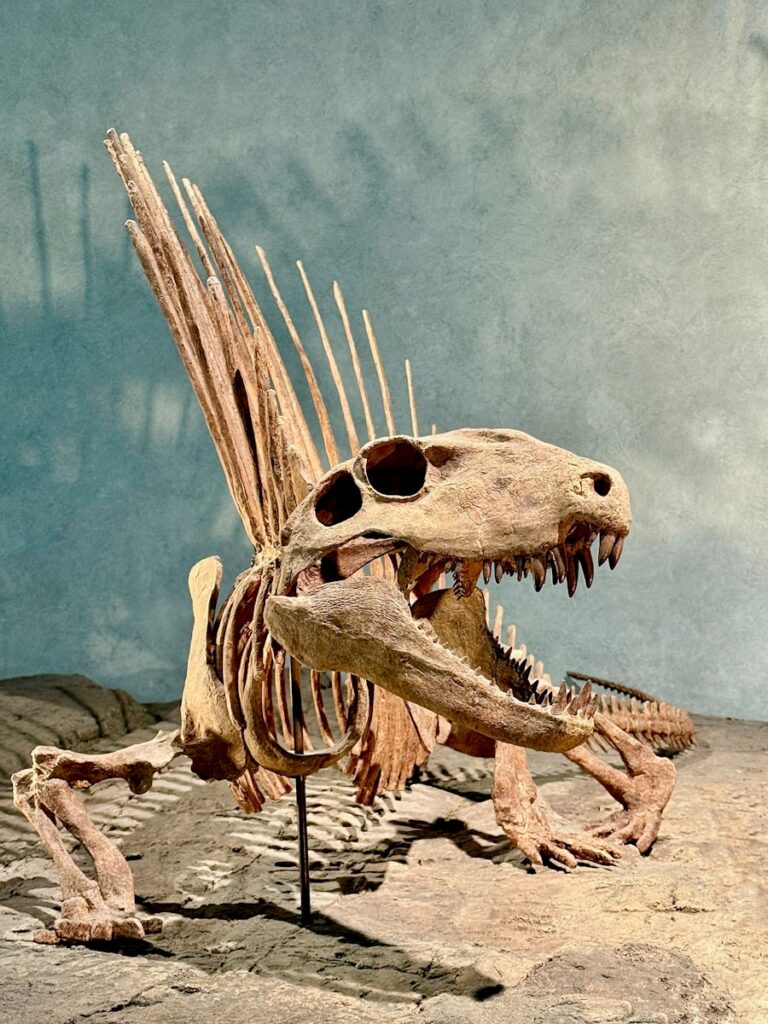 A skeleton of a dinosaur on display in a museum
