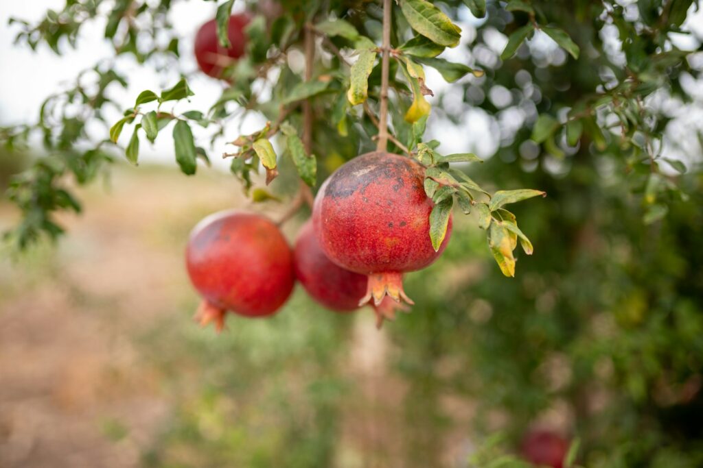 a bunch of pomegranates hanging from a tree